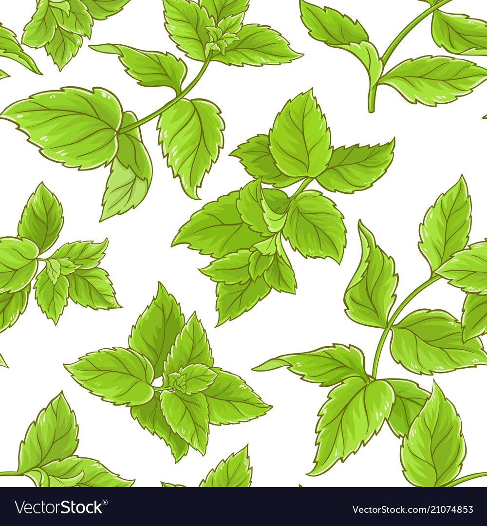 Peppermint pattern Royalty Free Vector Image - VectorStock