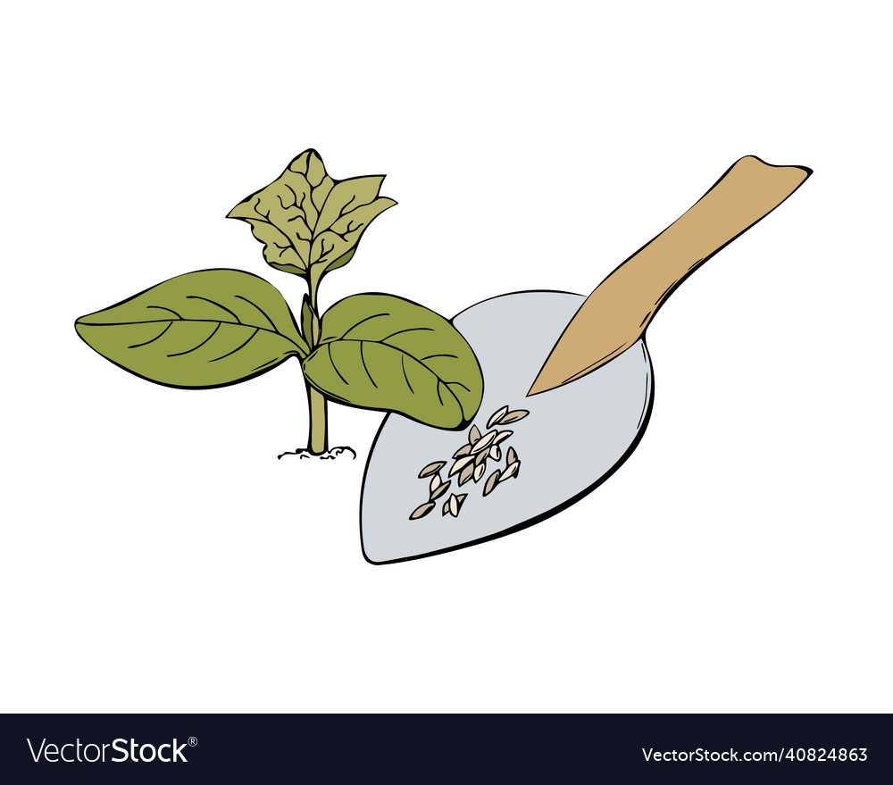 Cucumber Sprout with Soil and Seeds