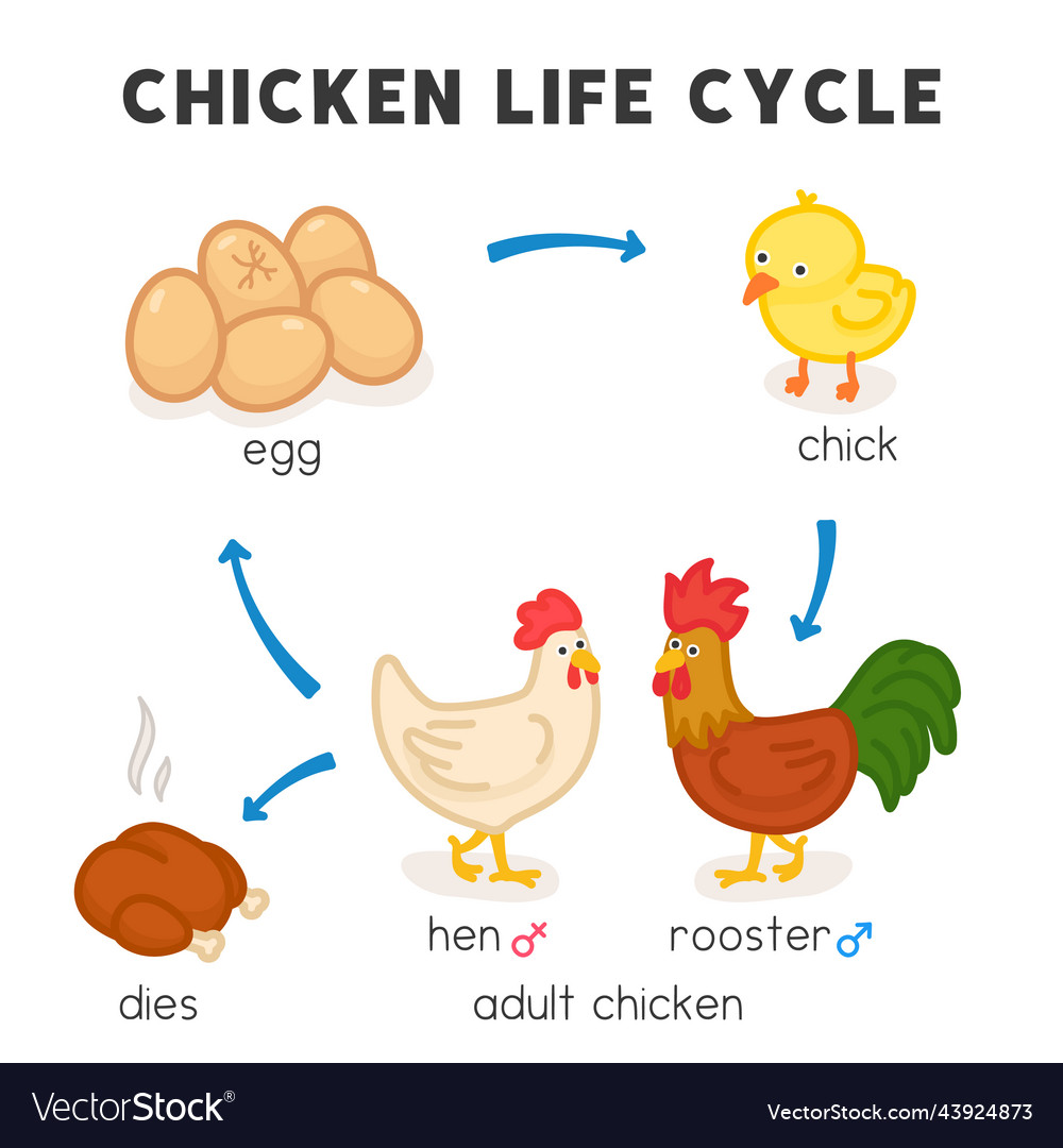 Chicken life cycle diagram chart in science Vector Image