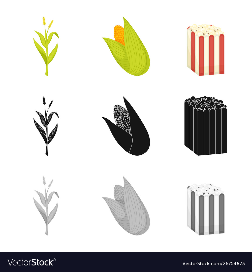 Cornfield and vegetable vector image Cornfield and vegetable