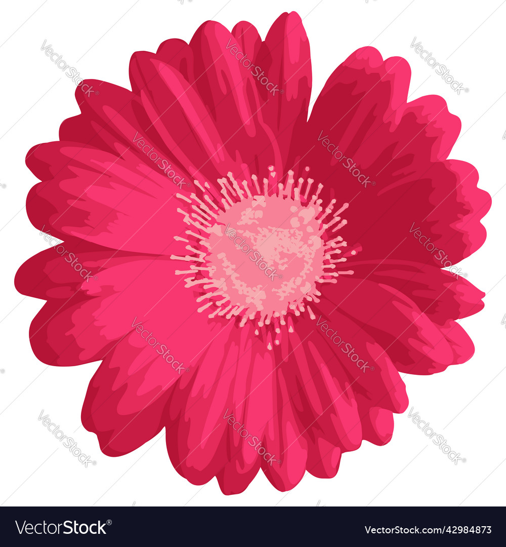 Pink gerbera daisy flower Royalty Free Vector Image