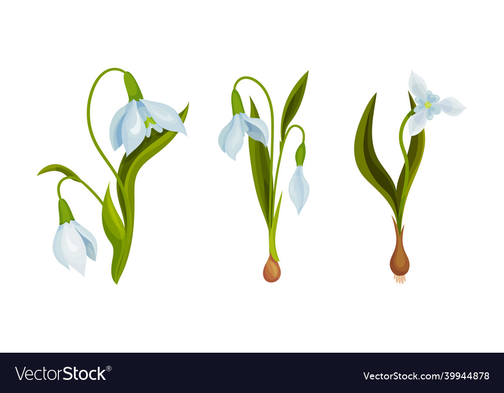 Galanthus oder Schneetropfen mit linearen Blättern