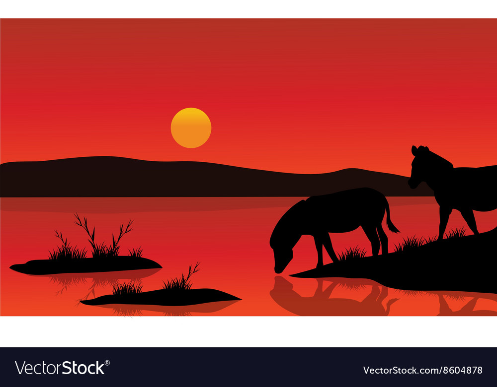 Silhouette of zebra in riverbank