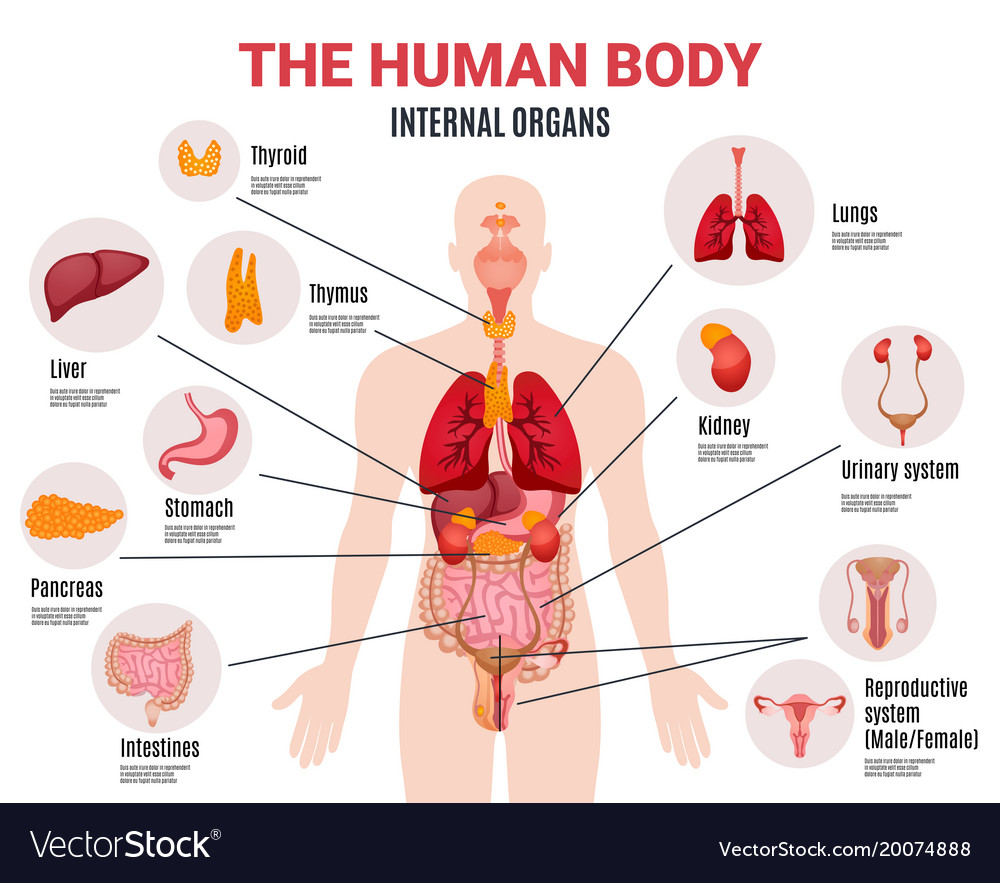 Human Internal Organs Infographic Poster Vector Image 