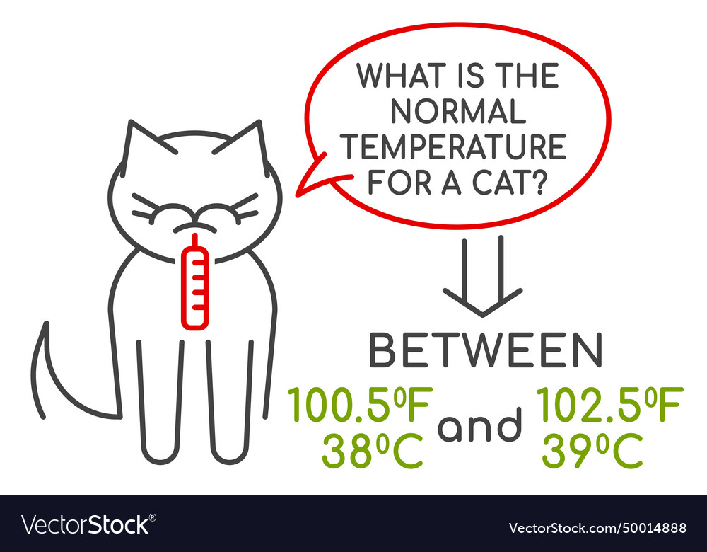 Normal temperature for a cat medical Royalty Free Vector