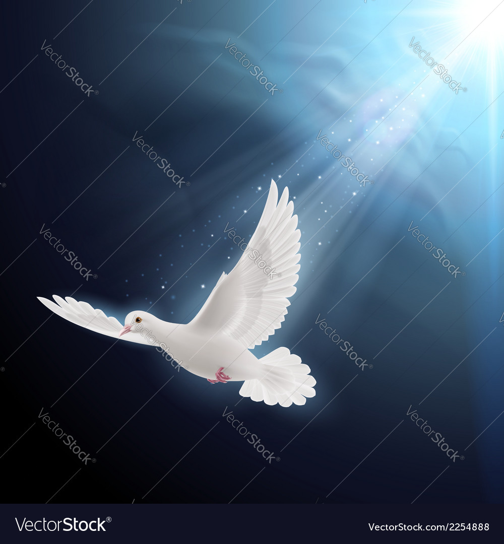 White dove in sunlight