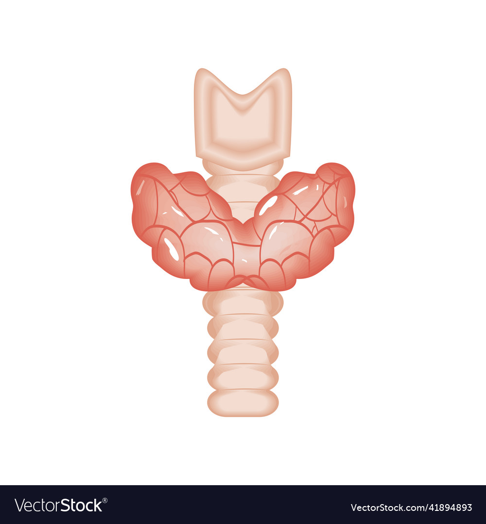 Thyroid human organ