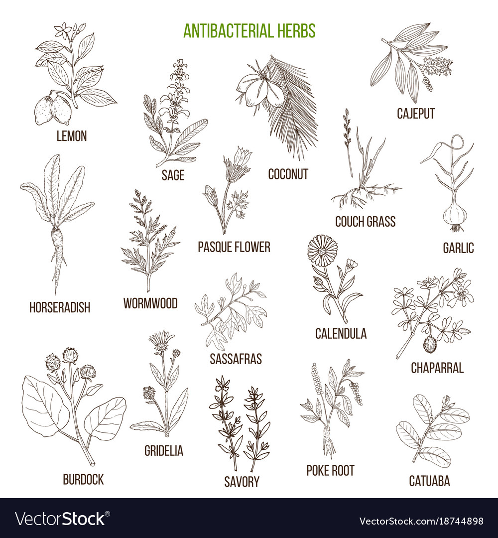 Best antibacterial herbs Royalty Free Vector Image