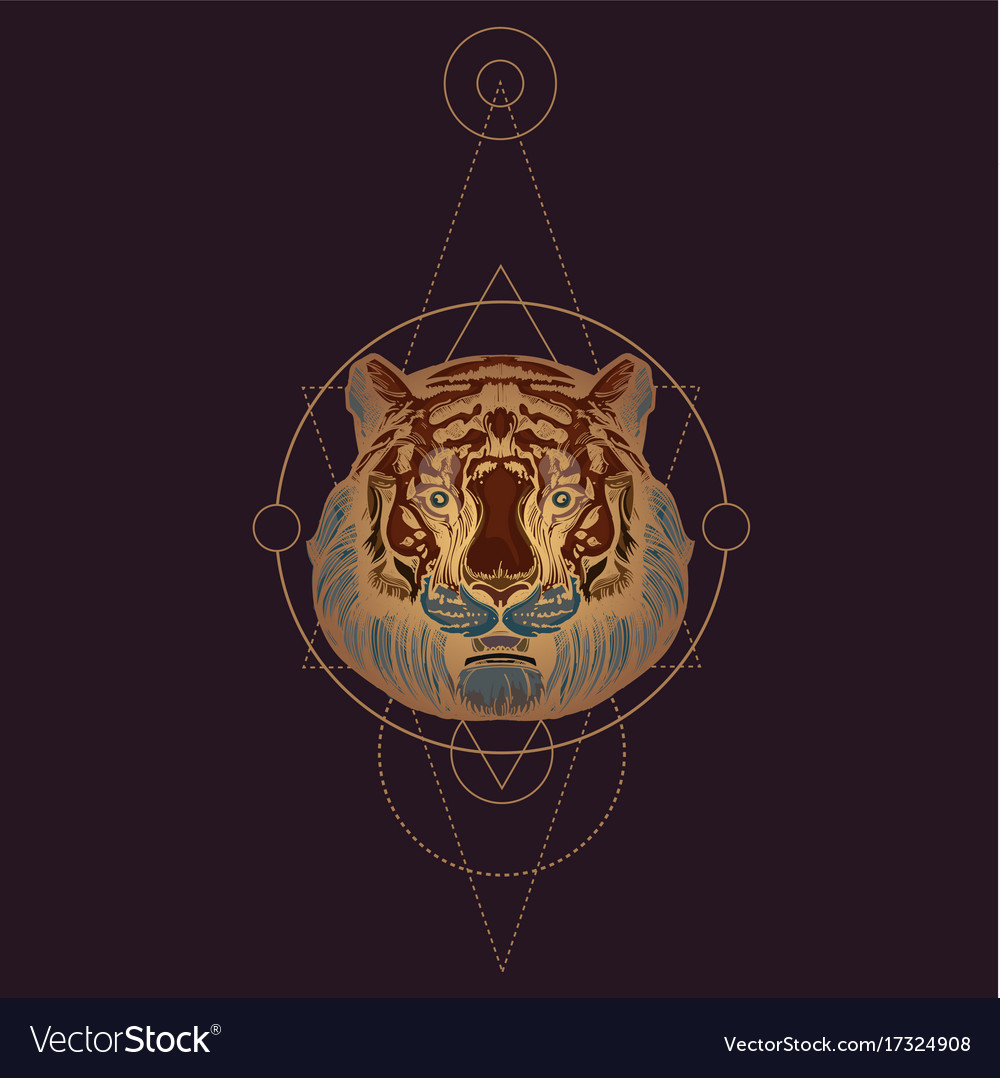 Muzzle of a tiger for creating sketches