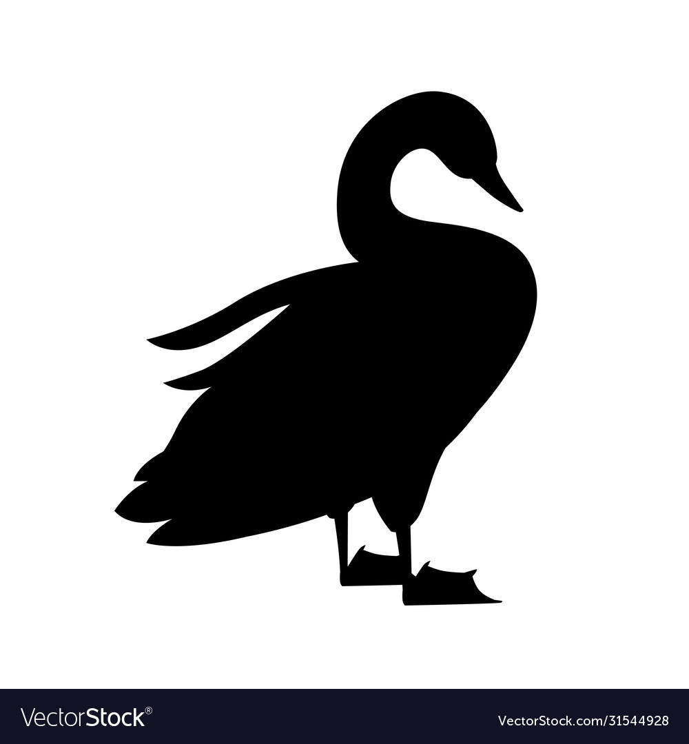 Black silhouette swan largest flying bird stand