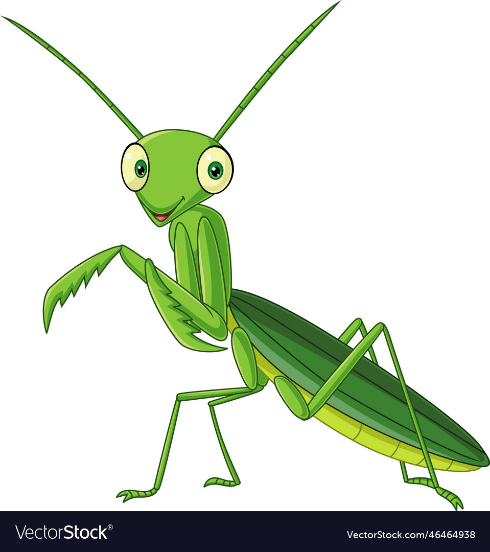 Cartoon green mantis on white background Vector Image