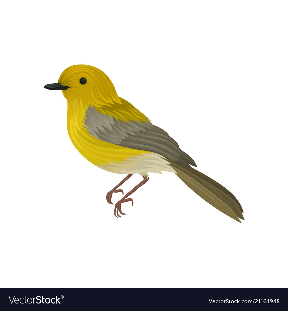 Detailed icon of yellow warbler small song