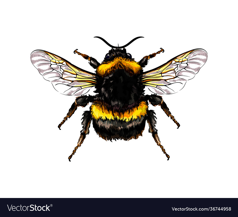 Bumblebee from a splash watercolor colored Vector Image