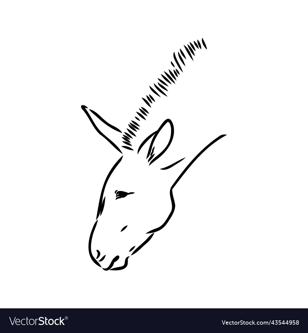 Hand drawn donkey isolated on white background