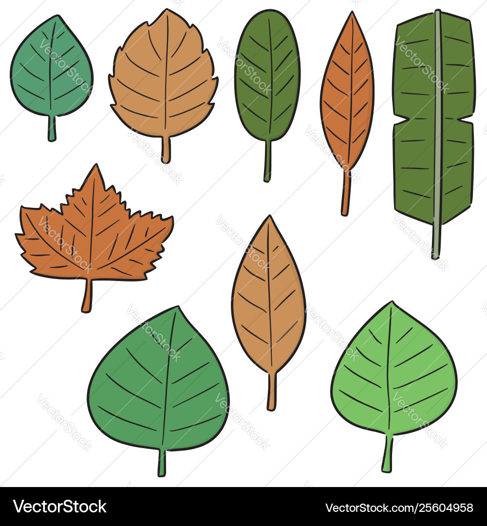 Set leaves Royalty Free Vector Image - VectorStock