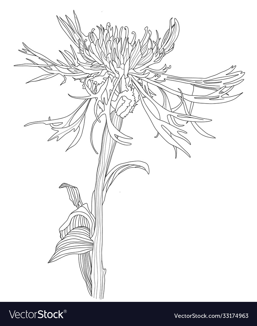 Cornflower flower sketch floral botany