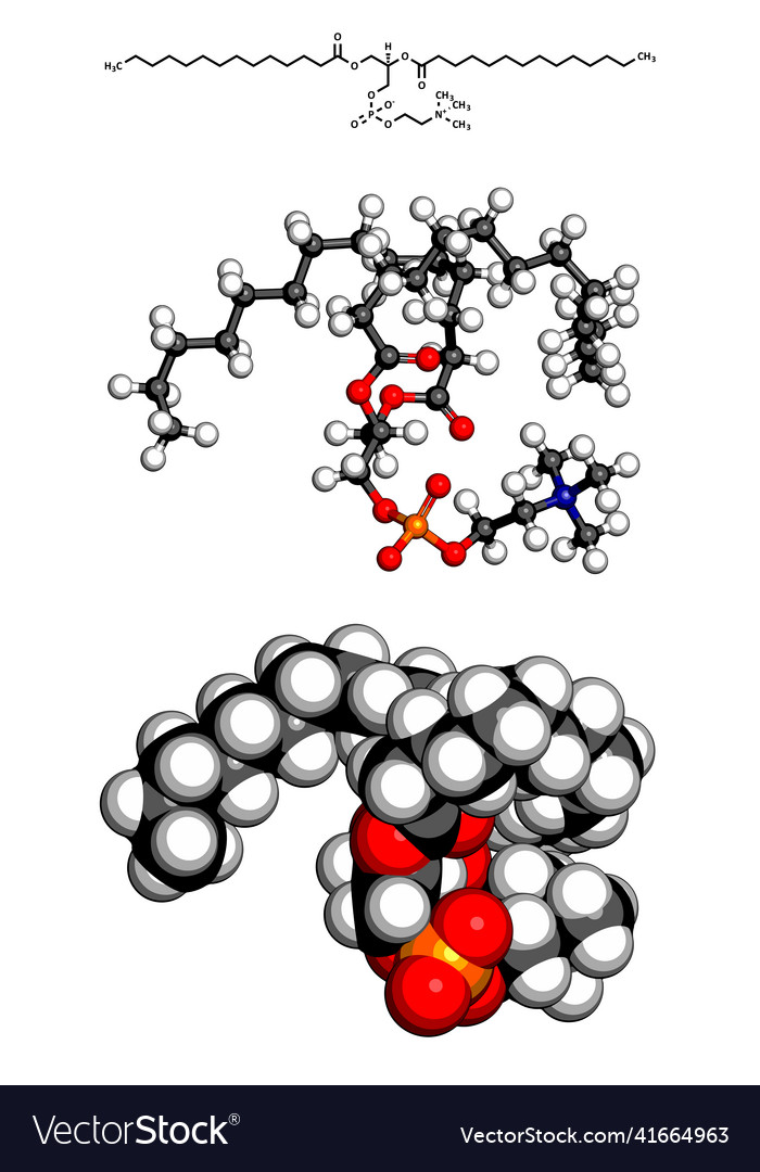 Phosphatidylcholine pc cell membrane building