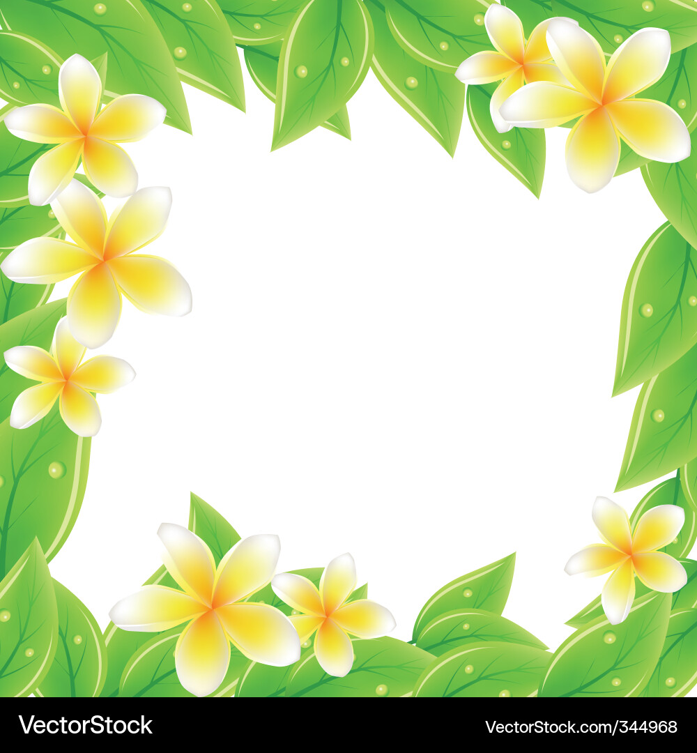 Frangipani Royalty Free Vector Image - VectorStock