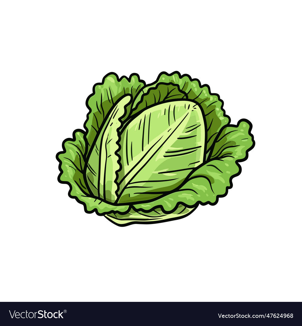 Lettuce hand-drawn doodle style cartoon Royalty Free Vector