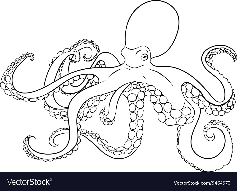 Octopus with high details