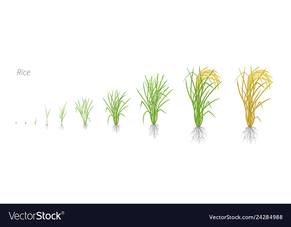 Growth stages of rice plant the life cycle Vector Image