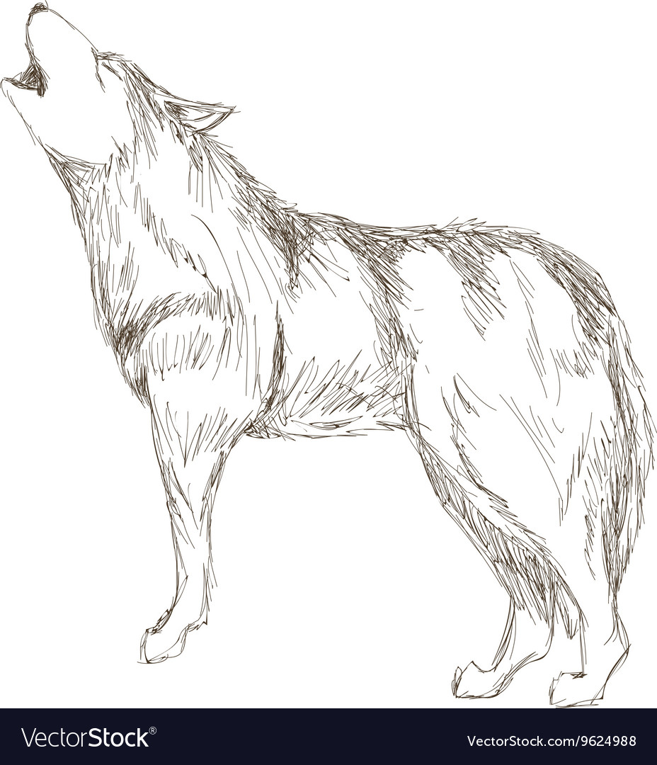 wolf head side drawing