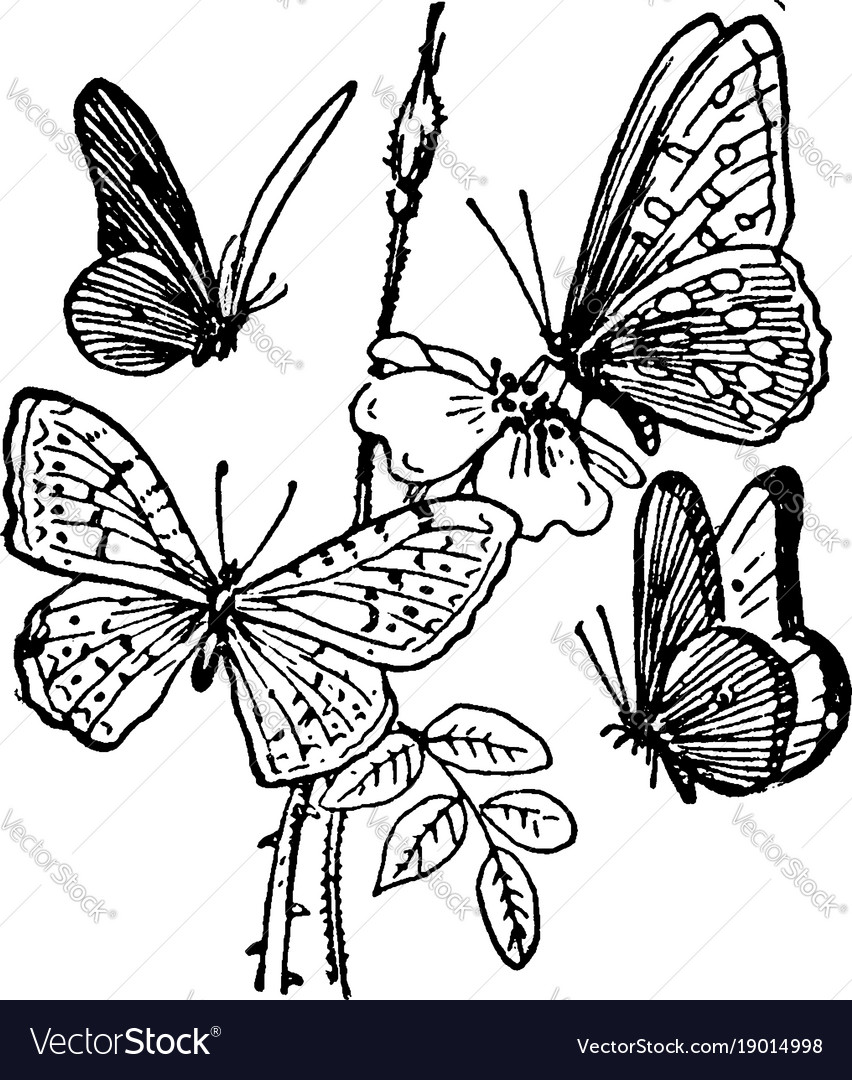 Four butterflies vintage