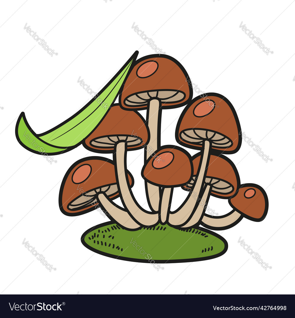 Poisonous toadstool mushrooms with stalk of grass