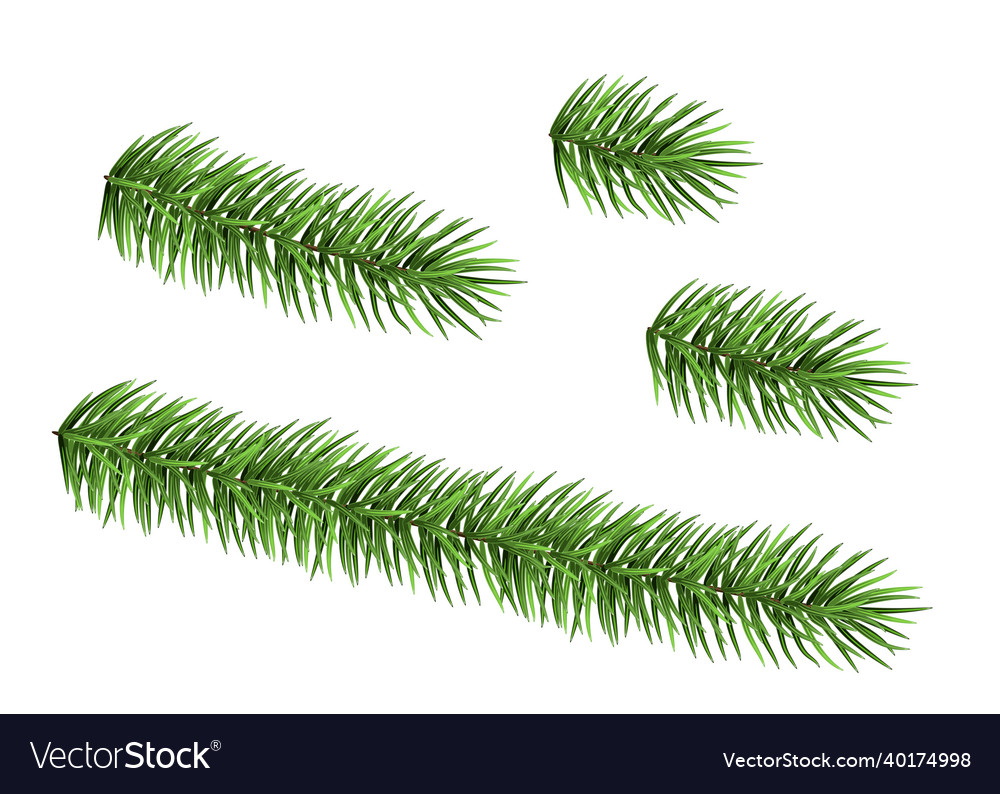 Set of spruce branch isolated on white background Vector Image