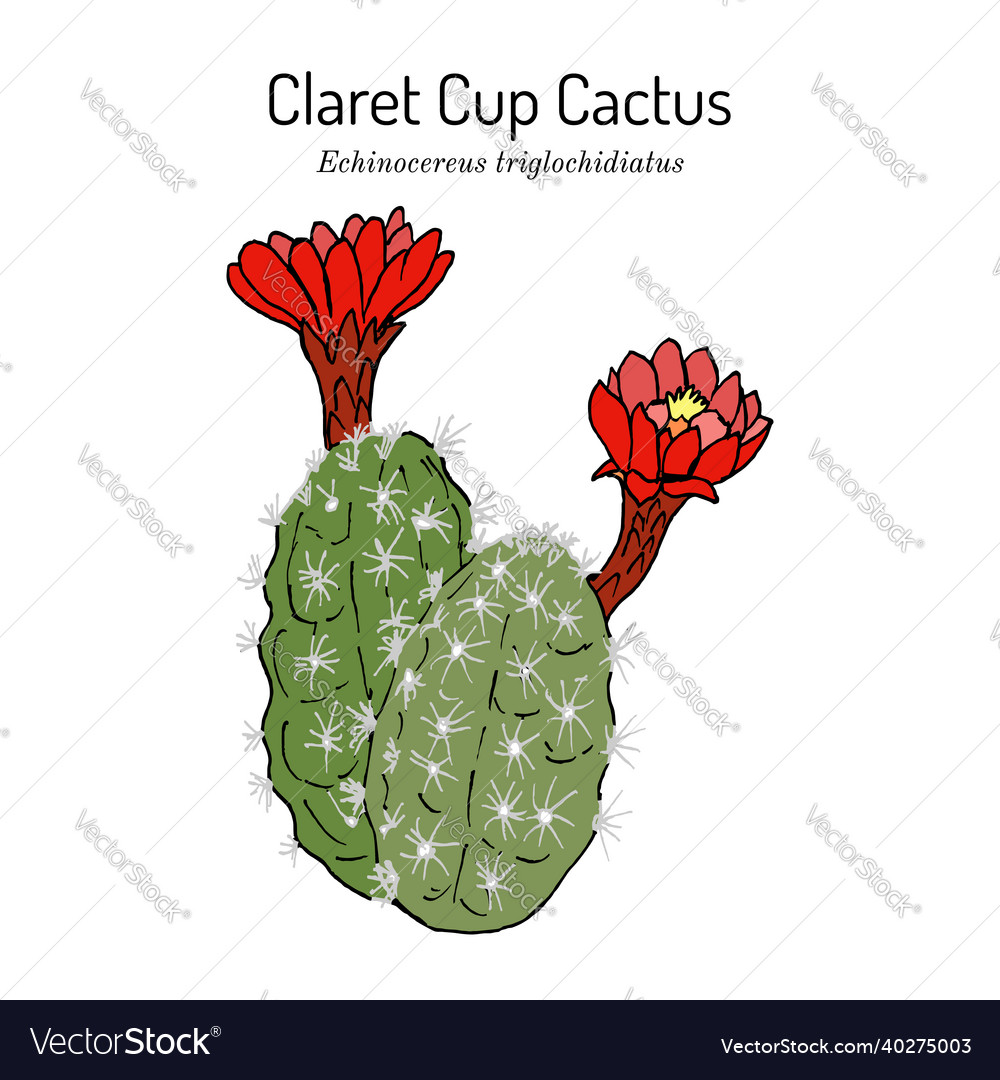 Claretcup or mojave mound cactus echinocereus