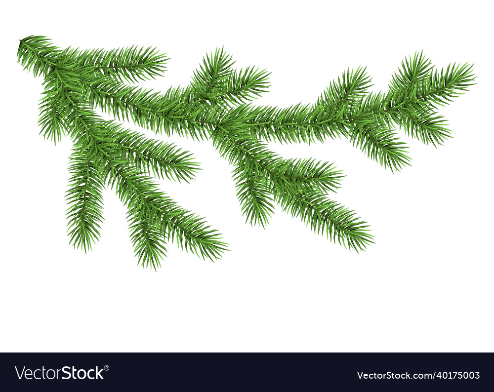 Green spruce branch Royalty Free Vector Image - VectorStock