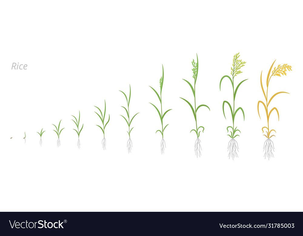 Rice Plant Growth Stages Development Oryza Sativa Vector Image