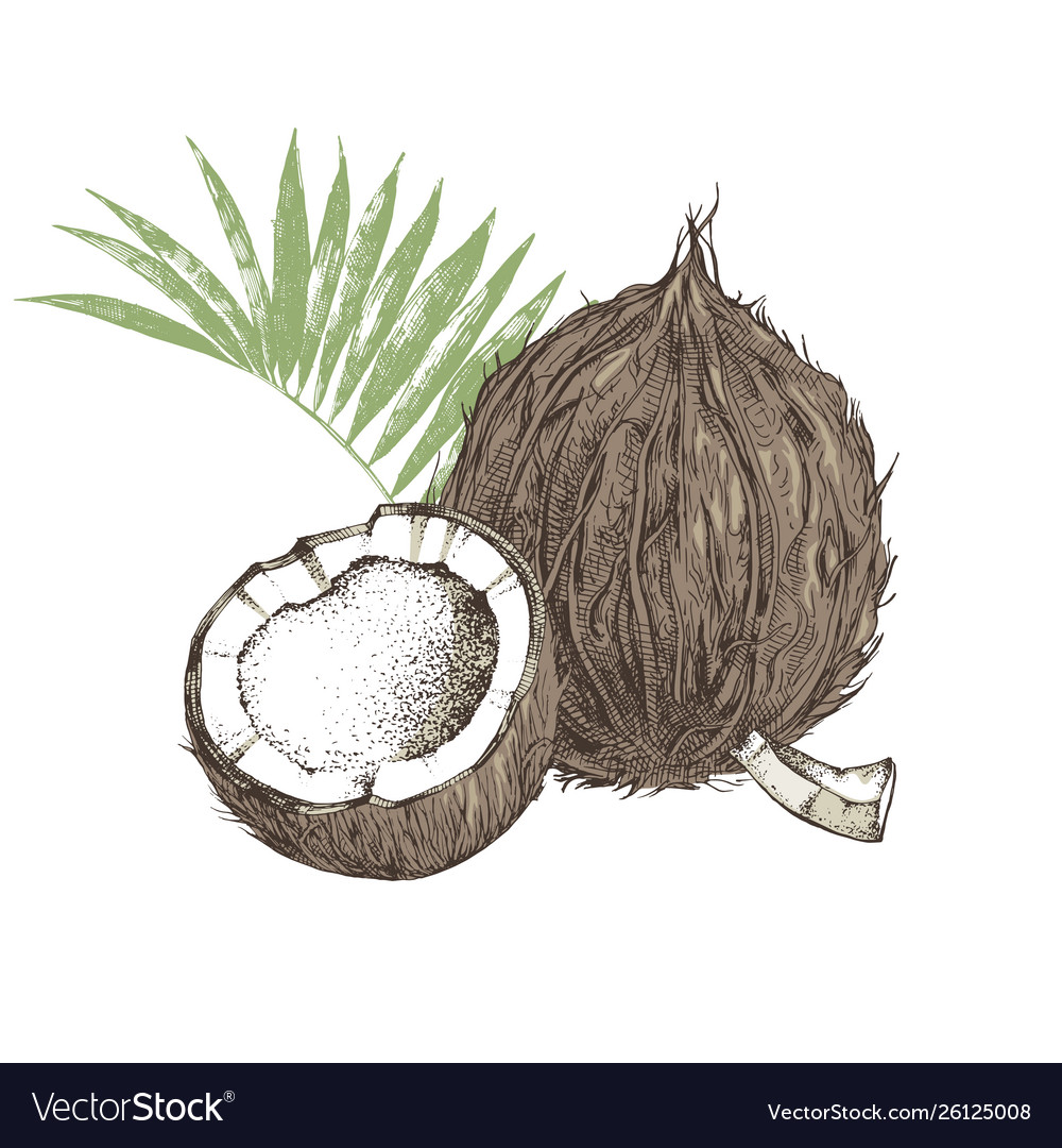 Hand drawn coconut with half and leaves vector image Hand drawn coconut with half and leaves