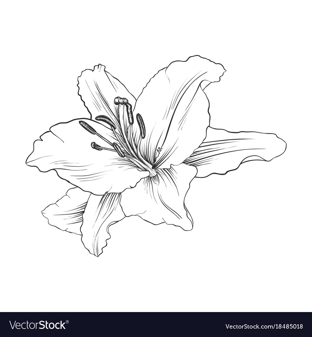 Download Drawing flower of lily Royalty Free Vector Image