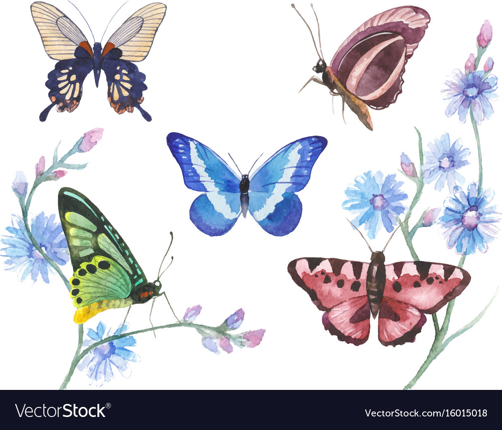 Watercolor butterflies Royalty Free Vector Image