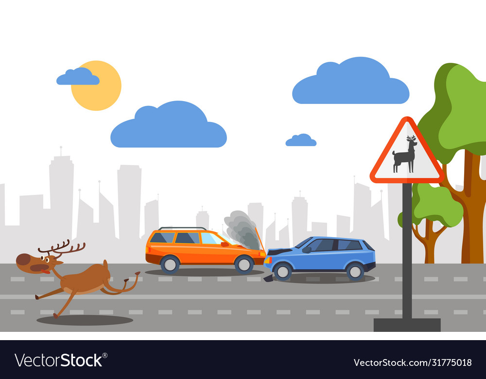 Wild deer accident on road