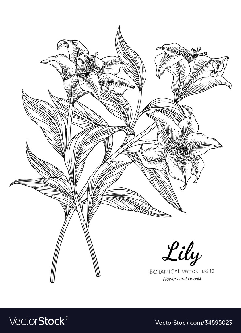 Lily Flower And Leaf Hand Drawn Botanical Vector Image 3107