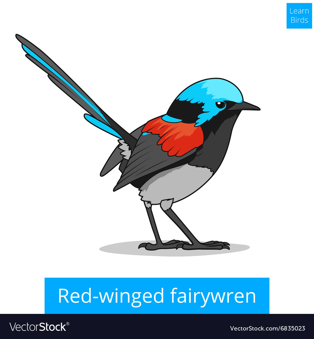 Red winged fairywren bird educational game