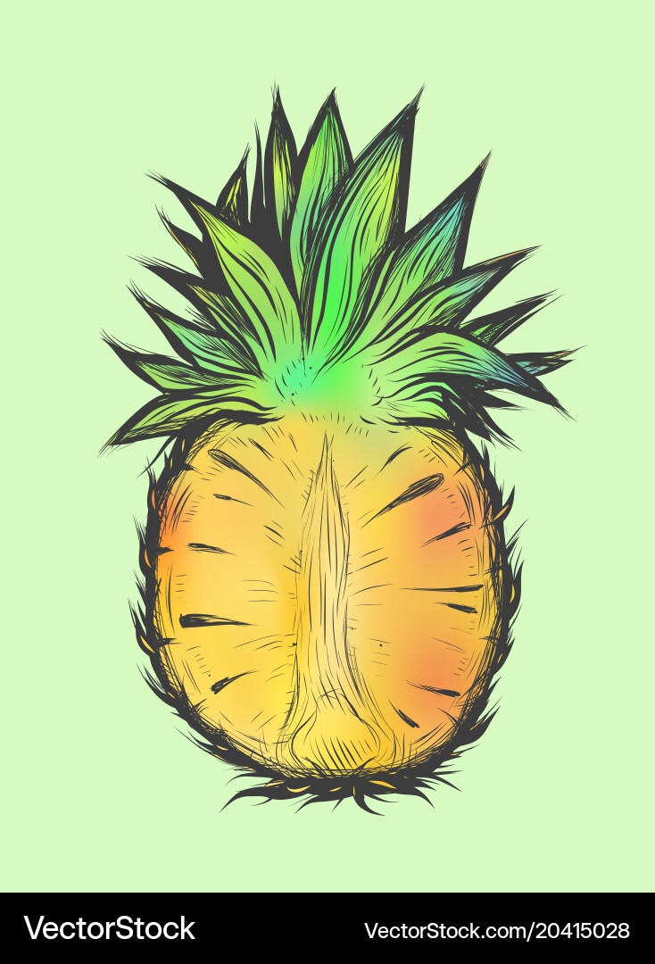 Hand drawn of half pineapple Royalty Free Vector Image