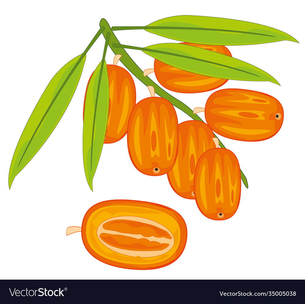 Exotic fruits dates on branch with date palm