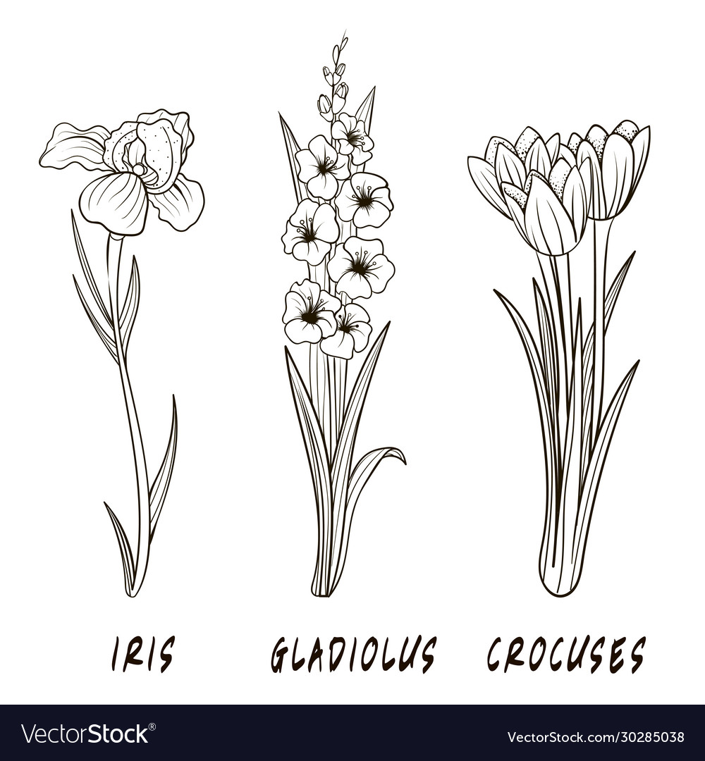 Set Flowers Hand Draw Royalty Free Vector Image