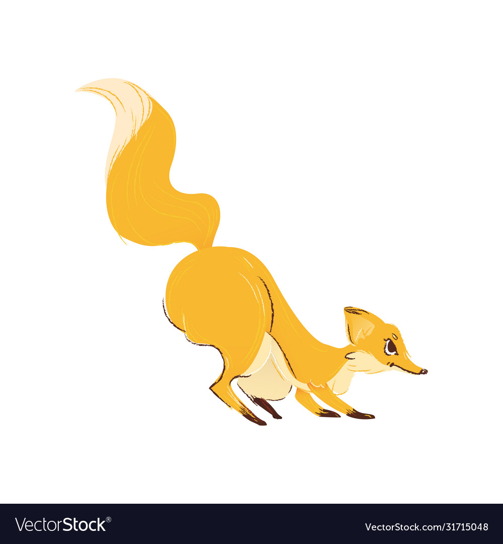 A cute red fox with large and orange lush