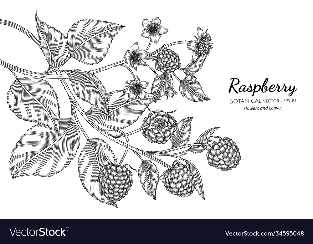 Raspberry Botanical Line Art