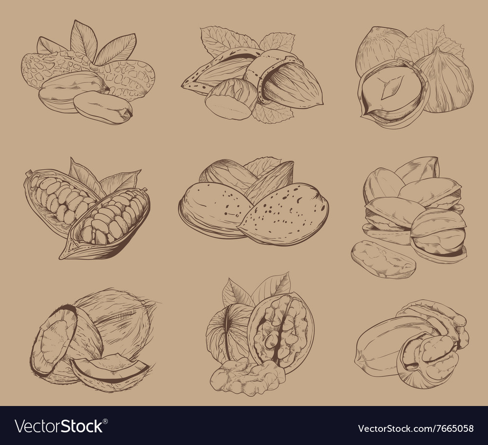 Engraved nuts isolated set of mixed