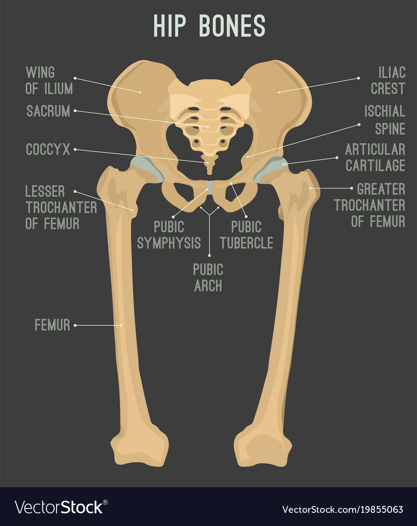 hip-bone-chart