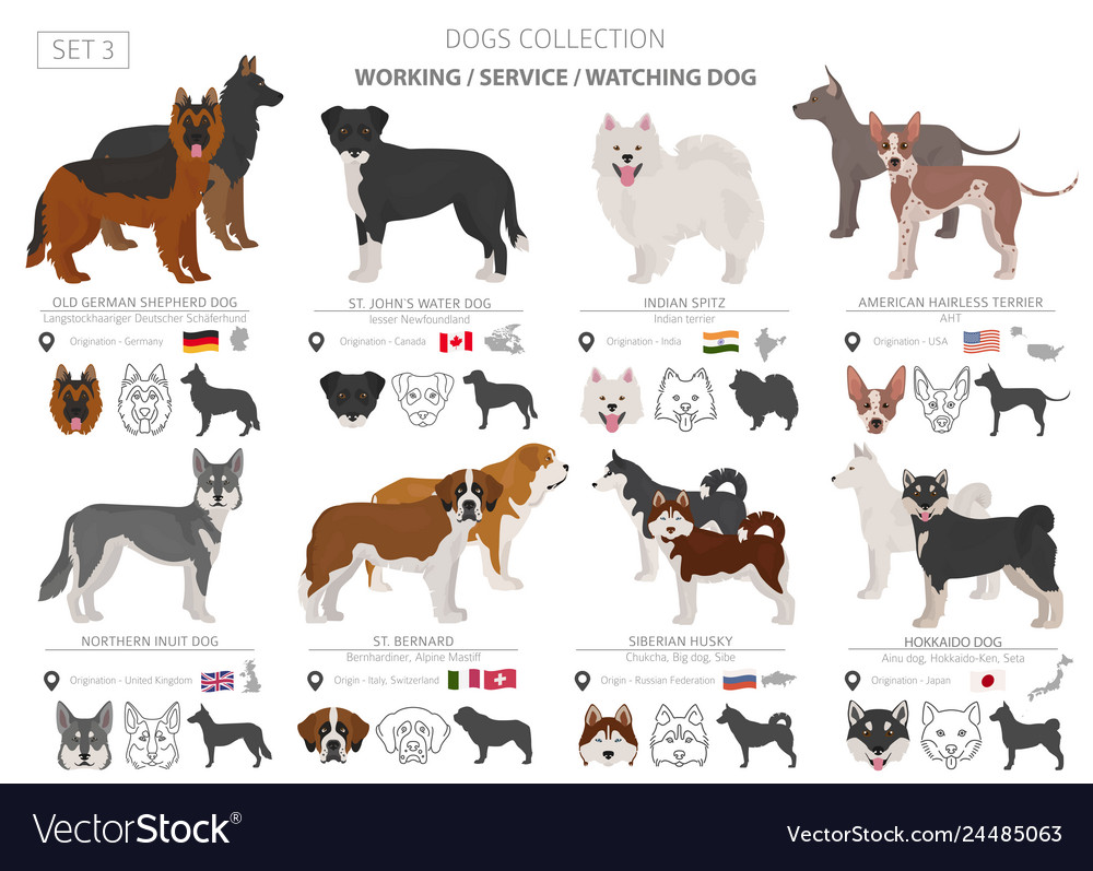 Working service and watching dogs collection Vector Image