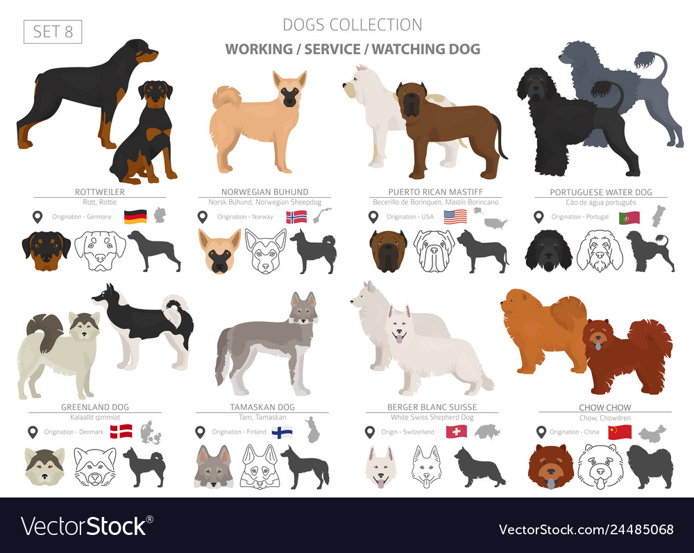 Working service and watching dogs collection Vector Image