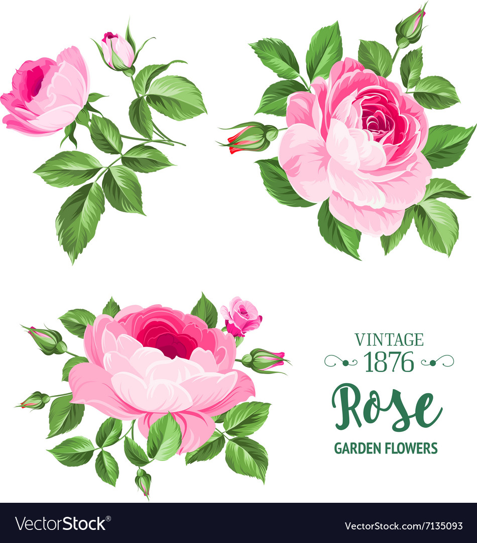 Flowers set Royalty Free Vector Image - VectorStock