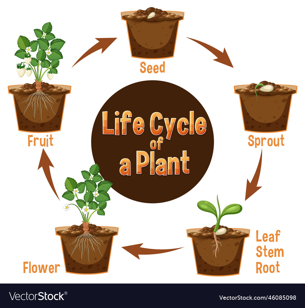 Plant Life Cycle Infographic Diagram Stages Stock Vector 48 Off