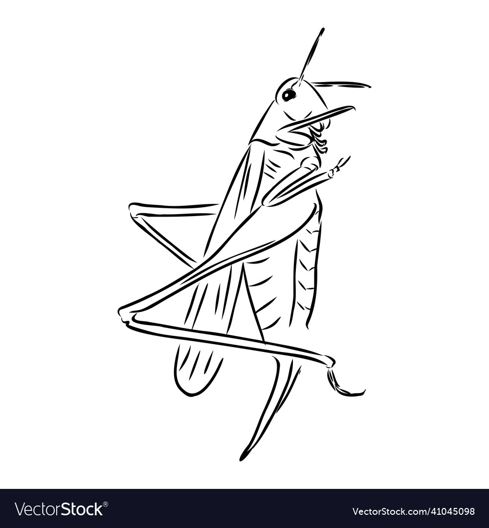 Locust contour sketch isolated on white background